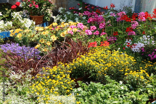 Obraz na płótnie Flowers in a nursery, Sommer-Blumen in einer Gärtnerei zum Verkauf w salonie
