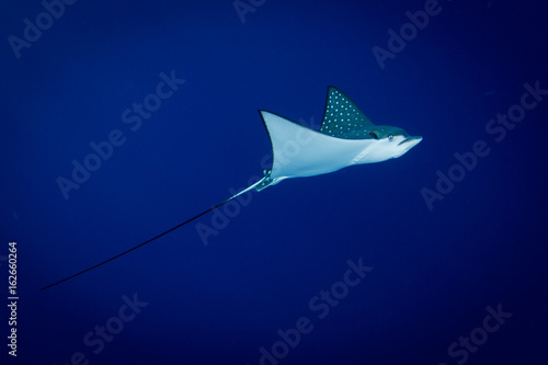Spotted Eagle Ray - Aetobatus ocellatus - swimming in the blue. Taken in Komodo National Park, Indonesia.