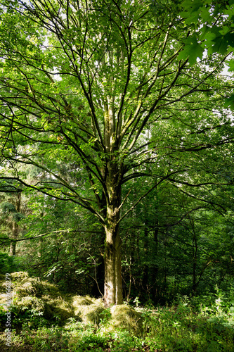Sonniger Baum