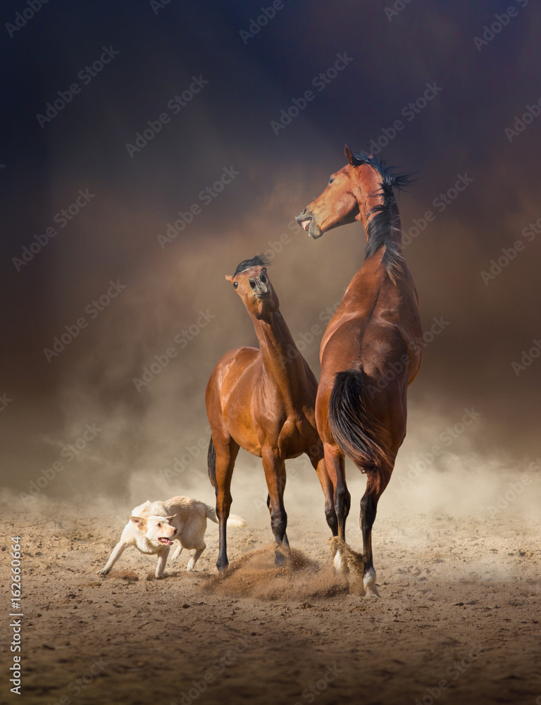 Fototapeta premium Two bay horses play with each others and white dog on the sand on evening sky background