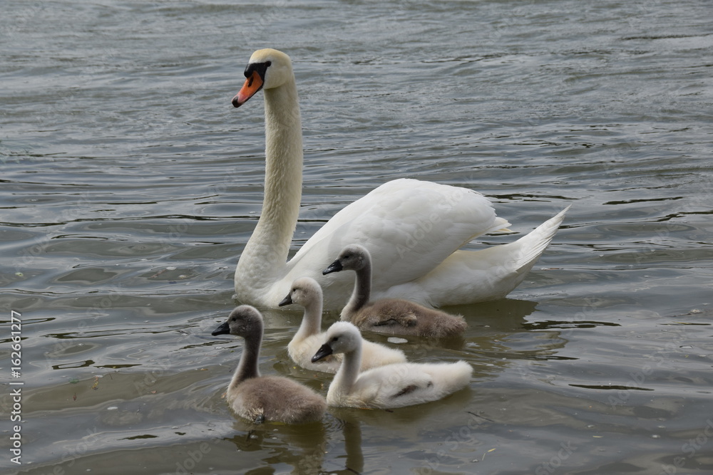 Fototapeta premium Schwan Familie