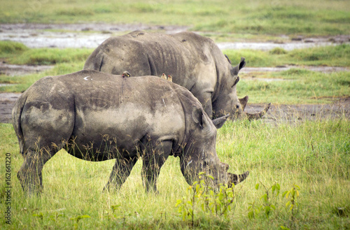 Grazing rhinoceroses in grass in Lake Nakuru National Park