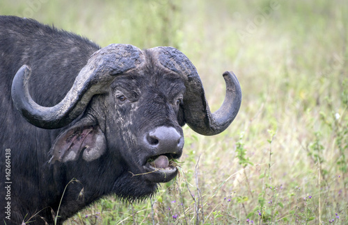 Licking buffalo in Lake Nakuru National Park