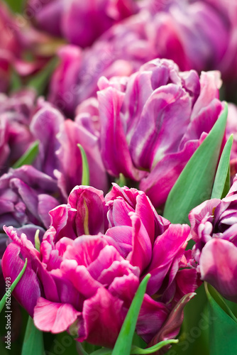 Purple double-flowering tulips.