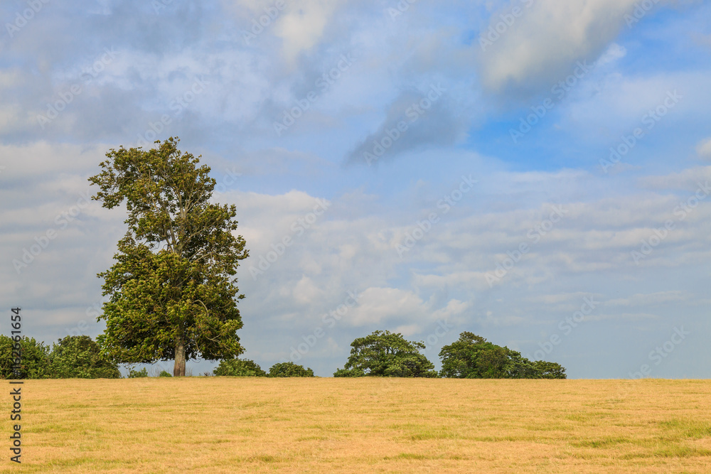 Fototapeta premium Sussex Summer Landscape