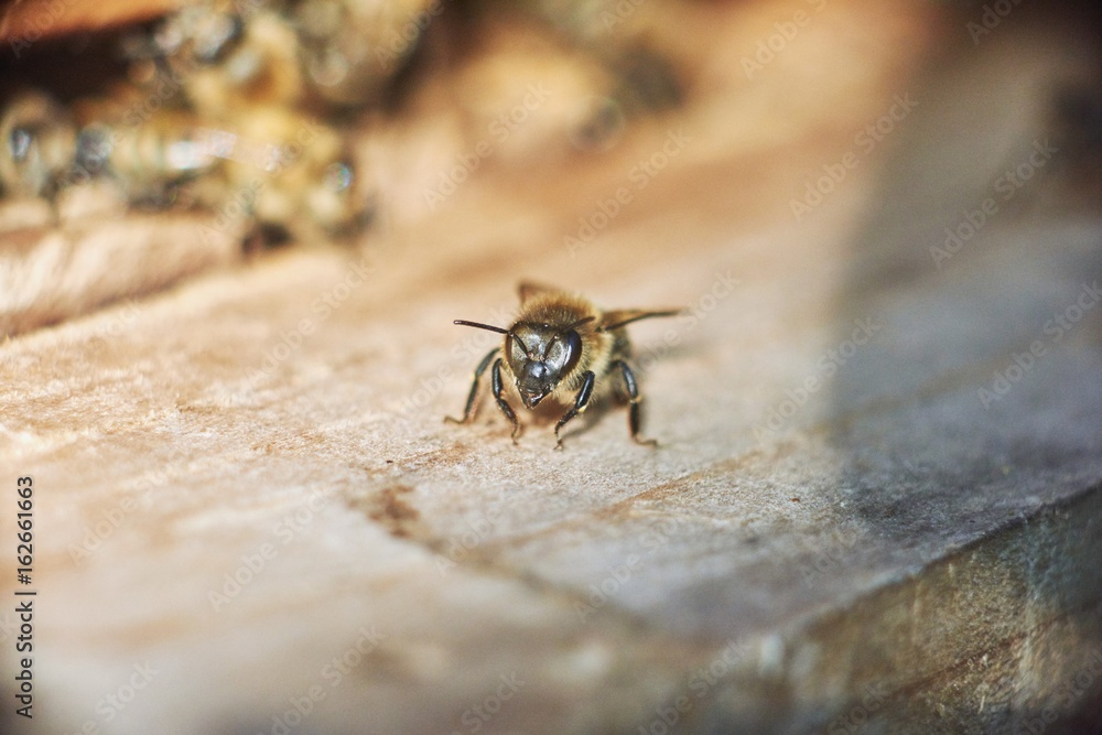 Macro shot of a honey bee sitting in the sun copyspace insects apiary nature concept. Macro shot of a honey bee sitting in the sun copyspace insects apiary nature concept.