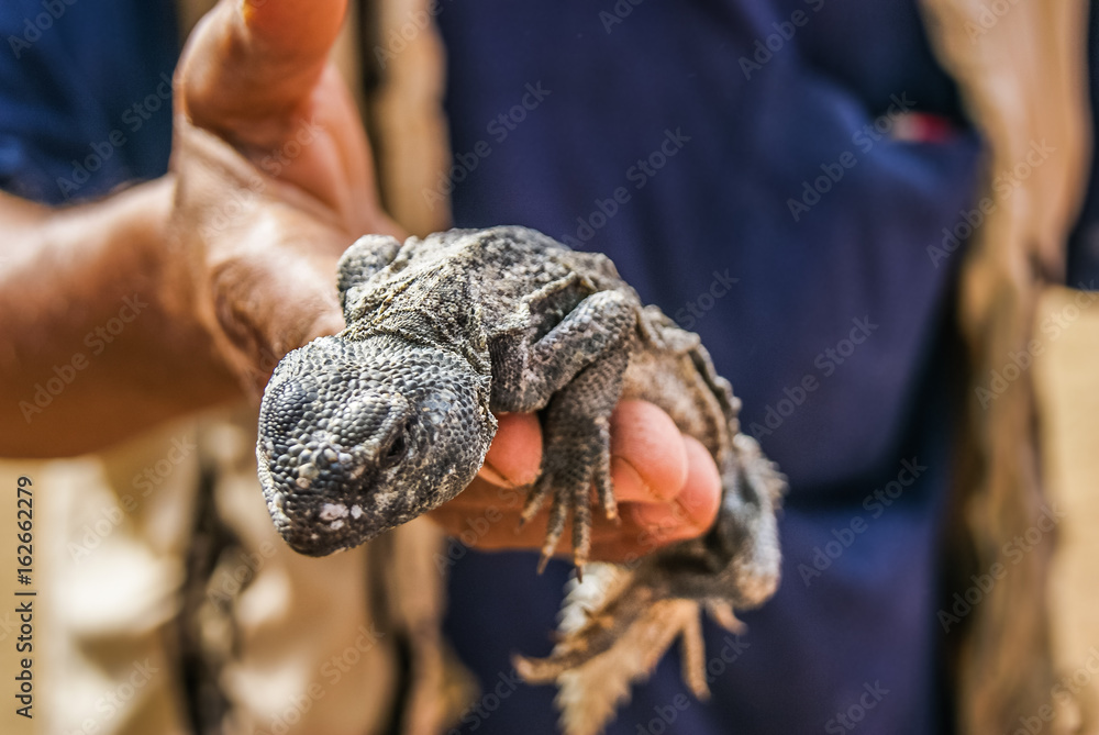 Reptile on the palm of the person. Tunisia. Summer 2015.
