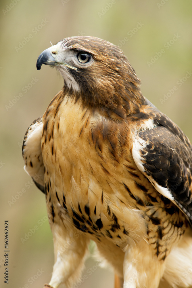 Obraz premium Close up Red Tailed Hawk with green background.