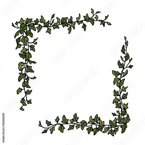 English ivy corner