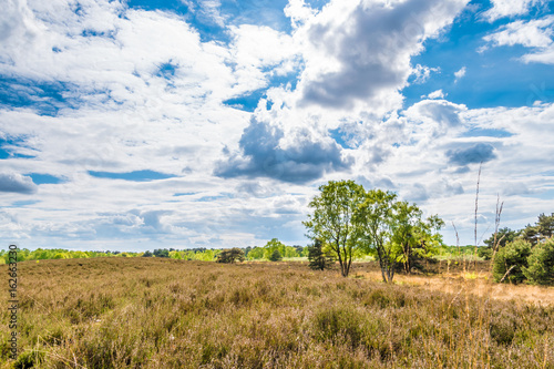 Dry meadow in summer arid landscape blue sky