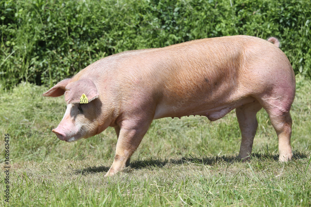 Side view shot of a young duroc breed pig on natural environment Side view shot of a young duroc breed pig on natural environment