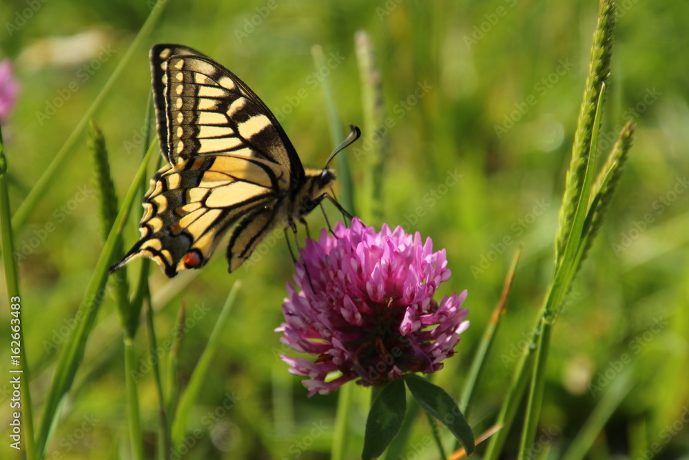 Schwalbenschwanz sitzt auf violetter Kleeblüte und saugt Nektar - Schmetterling Schwalbenschwanz sitzt auf violetter Kleeblüte und saugt Nektar - Schmetterling