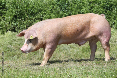 Side view shot of a young duroc breed pig on natural environment