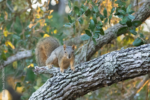 Squirrel