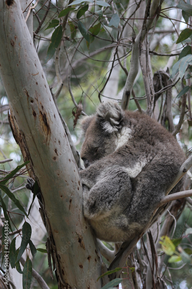 Obraz premium Koala sleeping in eucalyptus tree