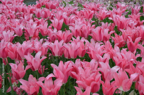 pink tulips