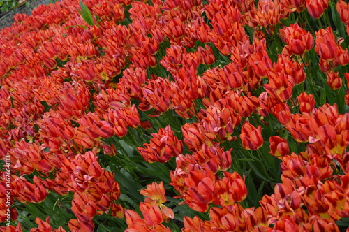 red tulips
