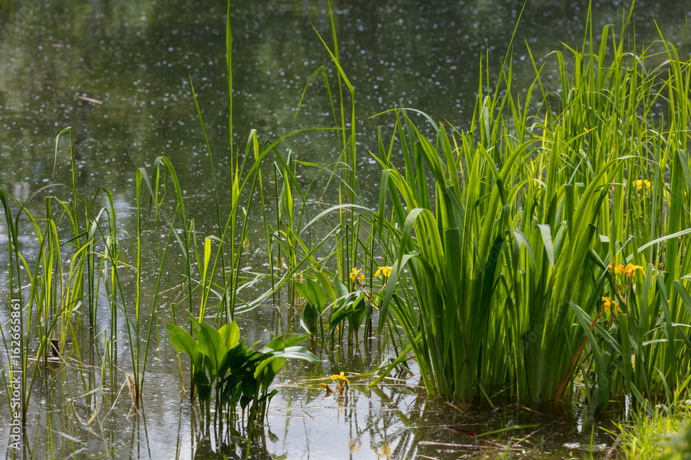 Plants on the shore of the pond. Summer. Botanical Garden Plants on the shore of the pond. Summer. Botanical Garden