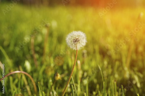 Colorful photo of a dandelion against a green meadow. Backdrop  background or beautiful wallpaper.