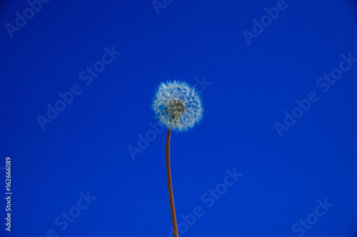 Fototapeta Naklejka Na Ścianę i Meble -  Dandelion against the blue sky.