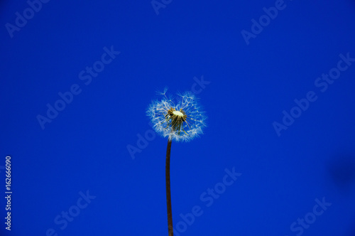 A color photo of a dandelion against a clear  clear blue sky. Backdrop  background or beautiful wallpaper.