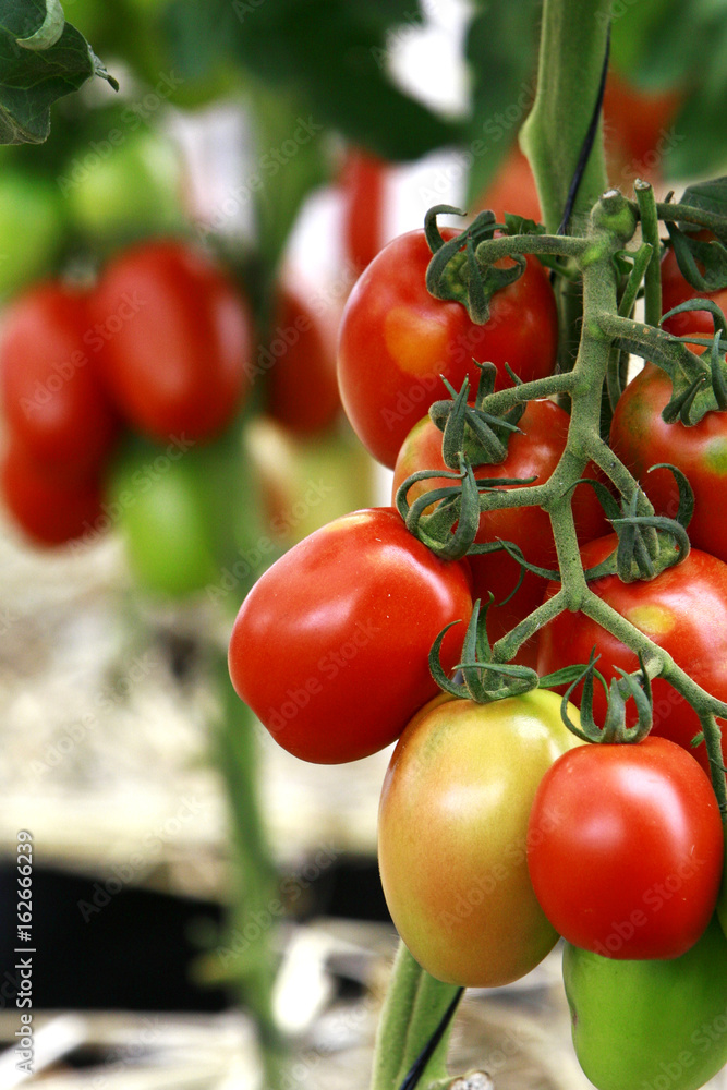 Fruticultura - Tomate