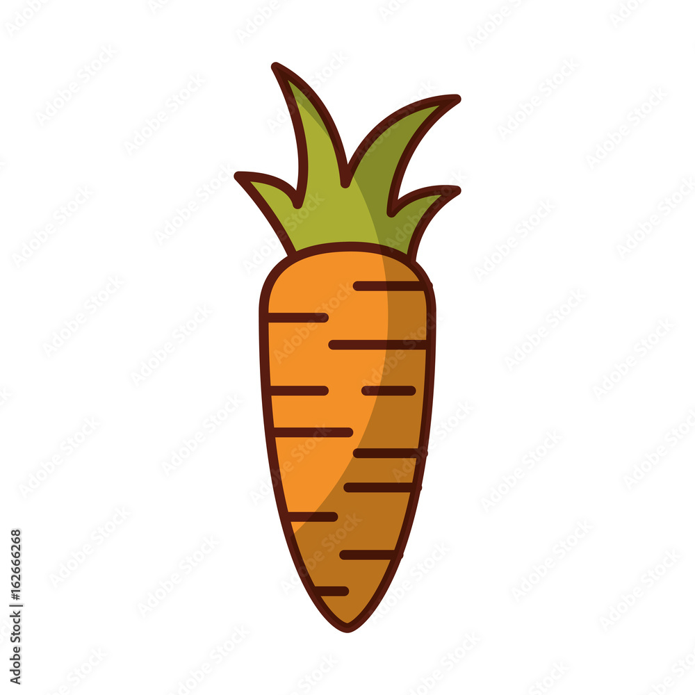fresh carrot isolated icon vector illustration design fresh carrot isolated icon vector illustration design