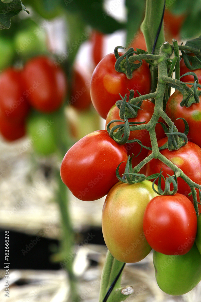 Fruticultura - Tomate