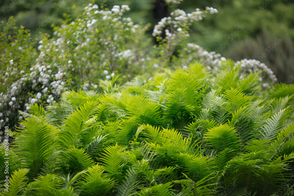 Ornament from green plants. Green background. Fern, shrub,