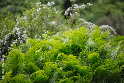 Ornament from green plants. Green background. Fern  shrub 