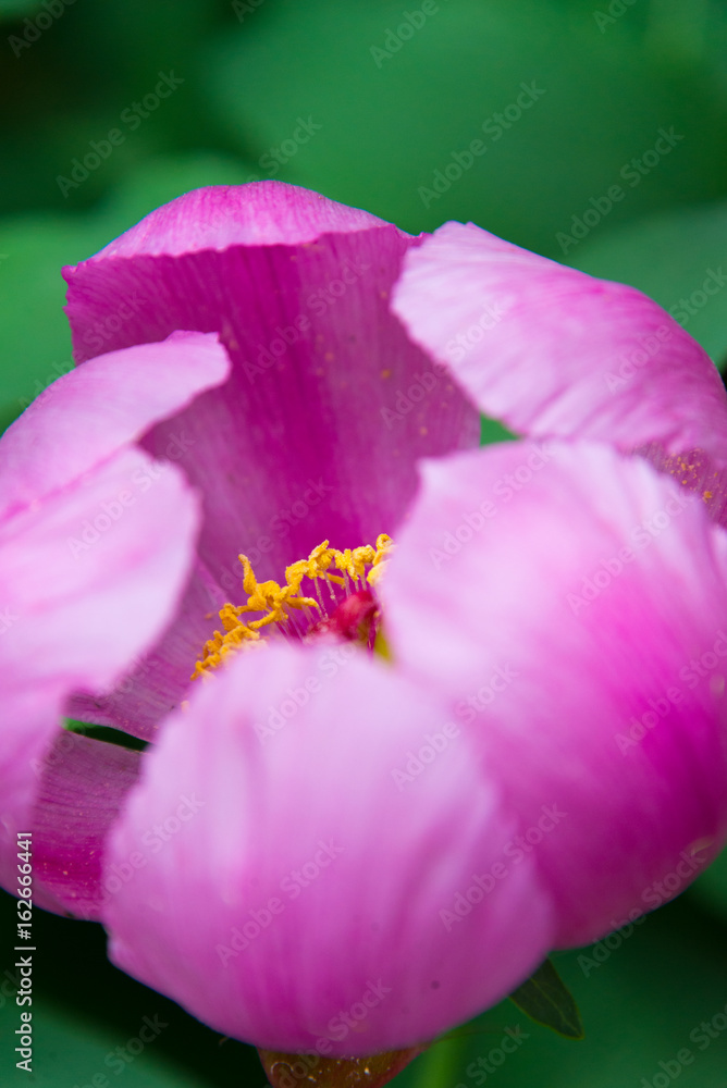 peony peony