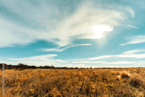 Dry field with sun facing in La Pampa, Argentina