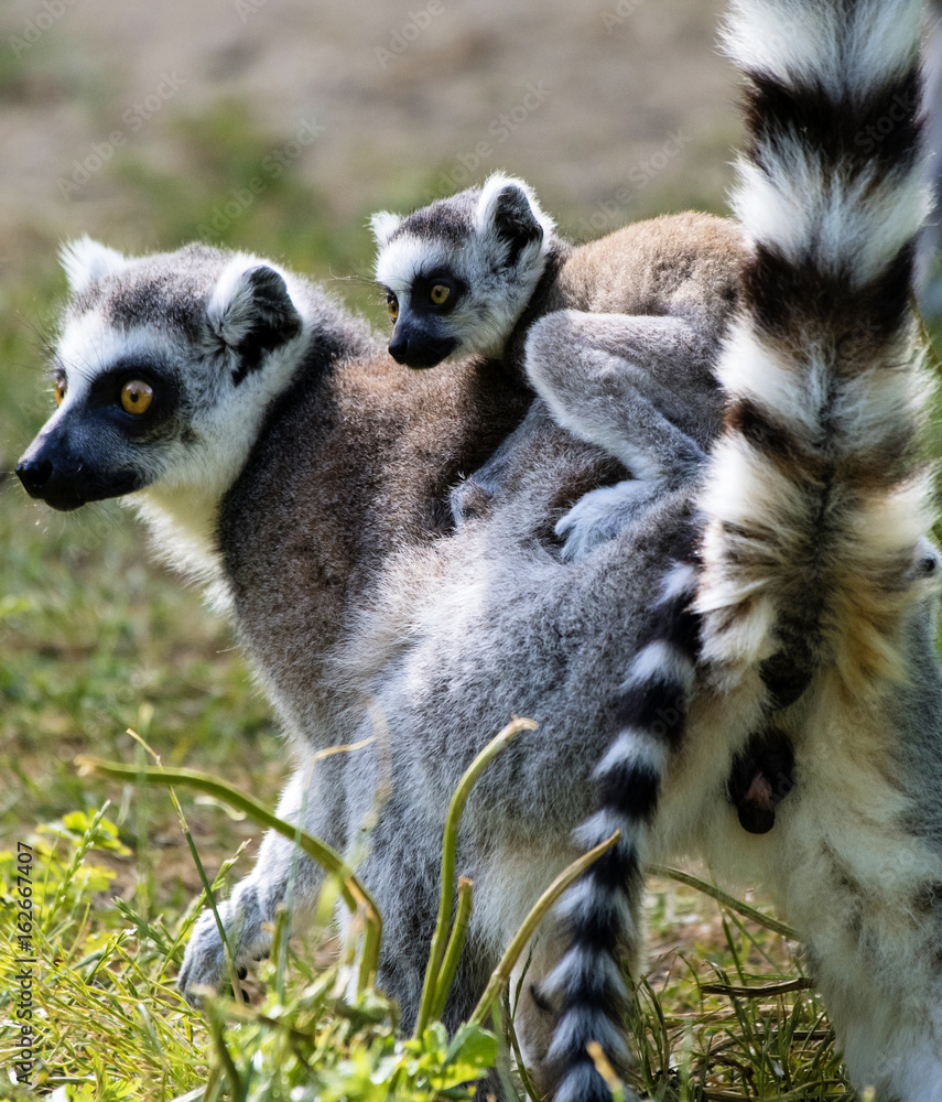 Fototapeta premium Lemur catta baby on the mother's back/Lemur catta baby and mother/Lemur Catta
