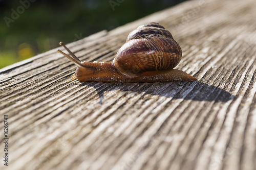 Snail garden © fotografermen