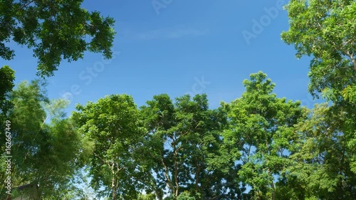 Wallpaper Mural Trees and leaves Panning Cameras Torontodigital.ca