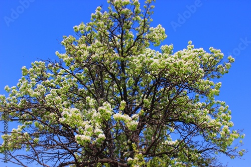 Flowering pear tree. April