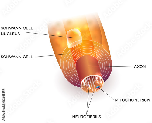 Close up of nerve cell axon and myelin sheath