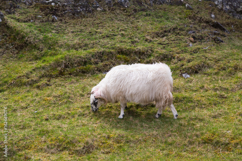 Sheep along the famous Sliabh Liag Cliffs in Donegal, Ireland