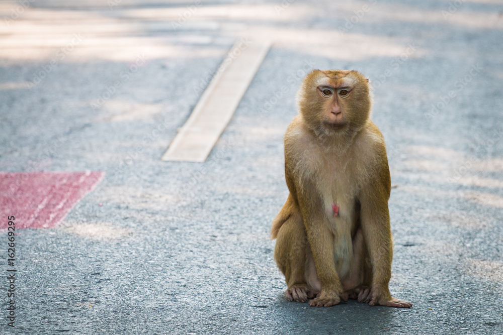 Obraz premium Monkey sitting alone