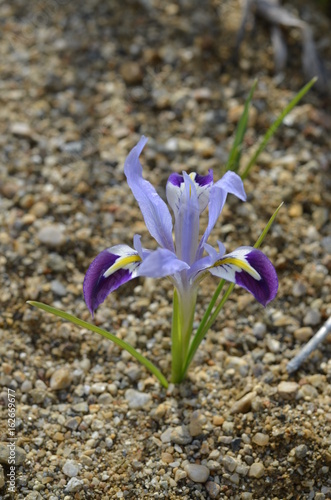 Fototapeta Naklejka Na Ścianę i Meble -  Цветущий ирис Колпаковского Iris kolpakowskiana