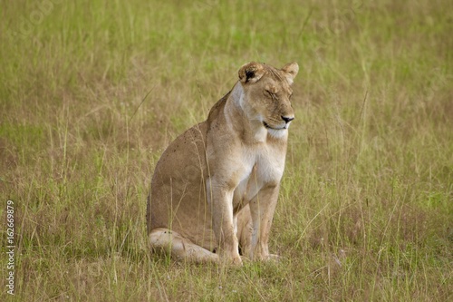 アフリカのライオン
