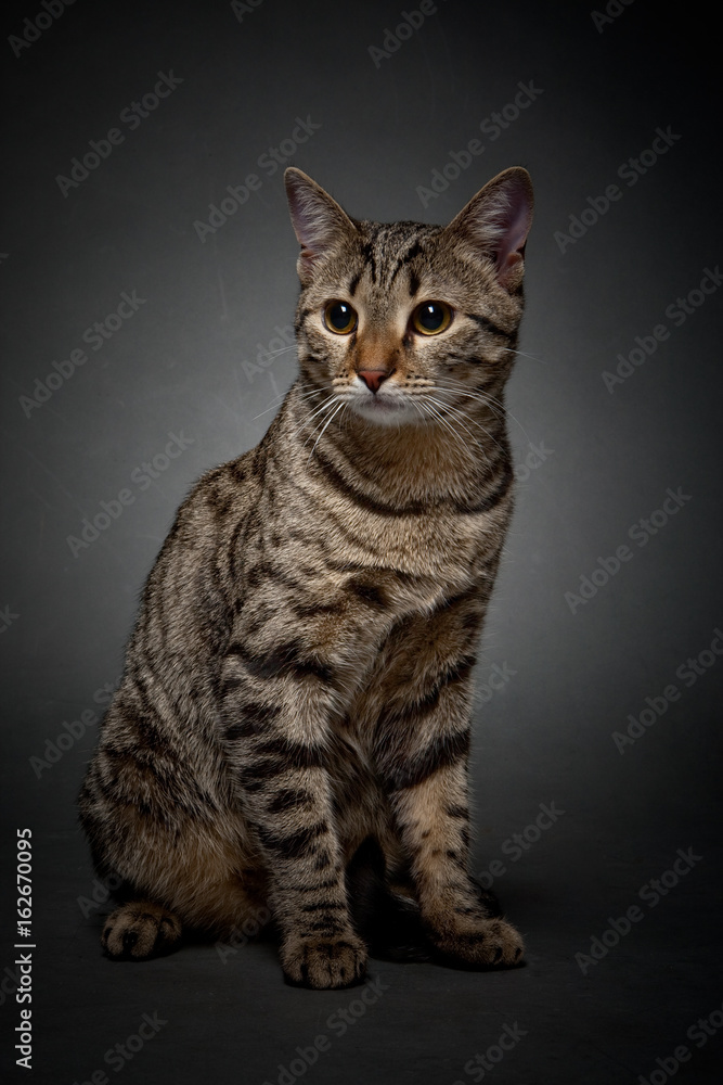 Cat on a gray background. Domestic cat.