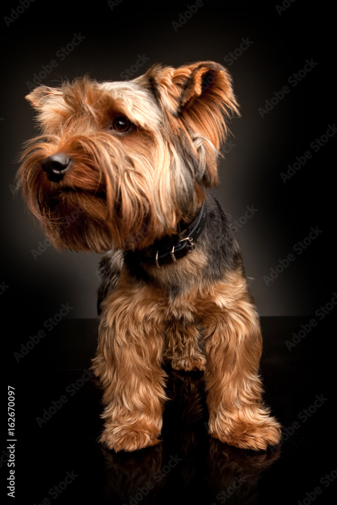 Terrier on the black background. A small dog.