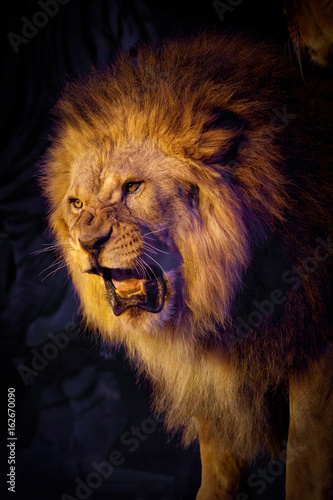 The lion roars. Lion with o...