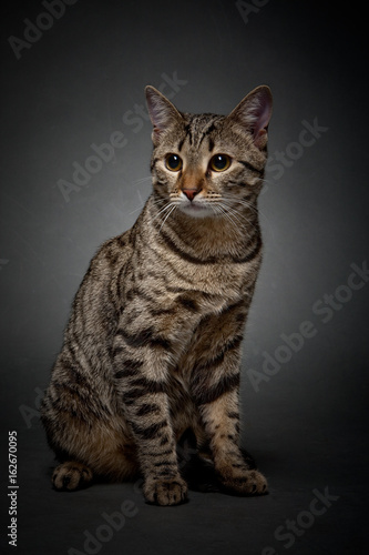 Cat on a gray background. Domestic cat. © Grispb