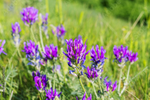 Wild beautiful purple clover flowers in the green meadow  field  floral nature summer background