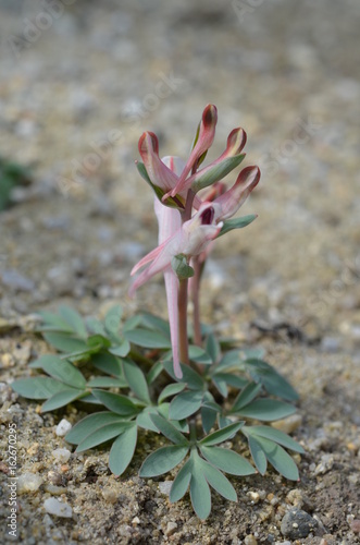 Розовая хохлатка Шангина Corydalis schanginii photo