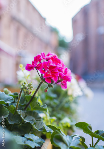 Fototapeta Naklejka Na Ścianę i Meble -  Geranium flowers