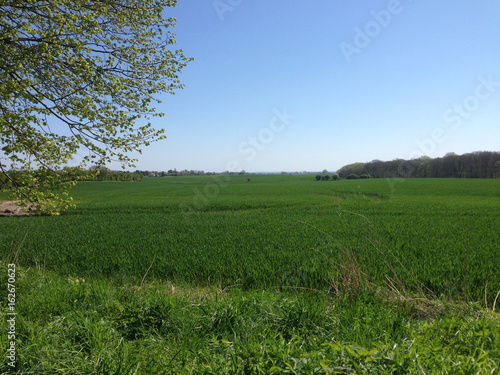 green field in spring