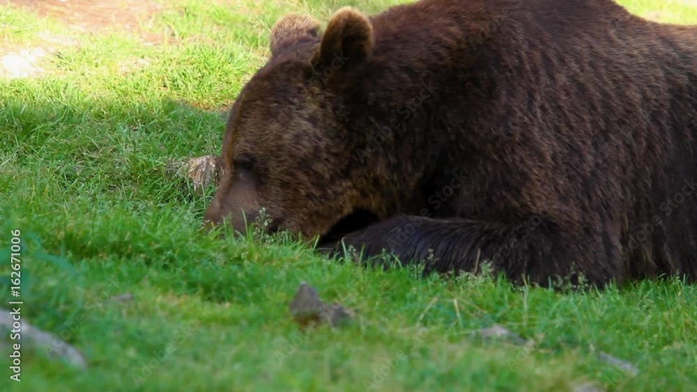 Wild Brown Bear in Finland near the Russian Border Wild Brown Bear in Finland near the Russian Border